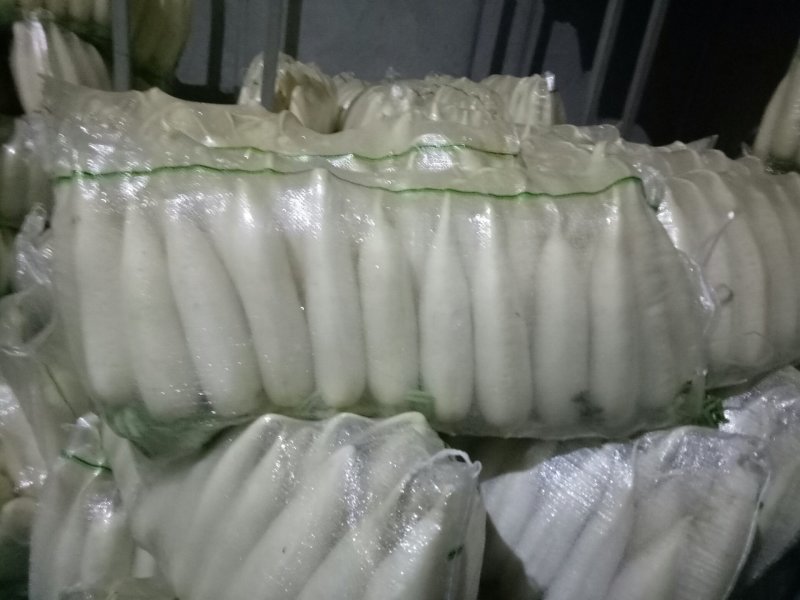白萝卜精品4排大量有货