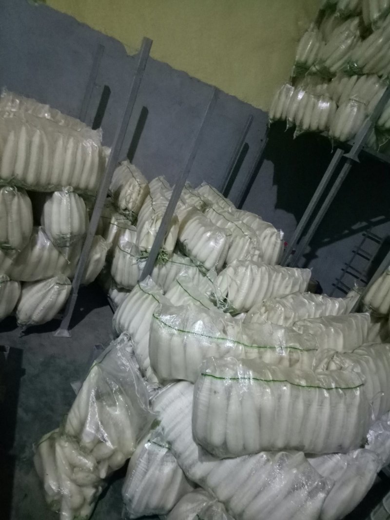 白萝卜精品4排大量有货