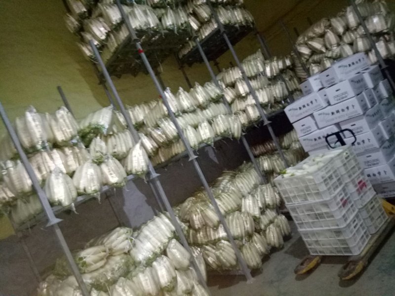 白萝卜精品4排大量有货