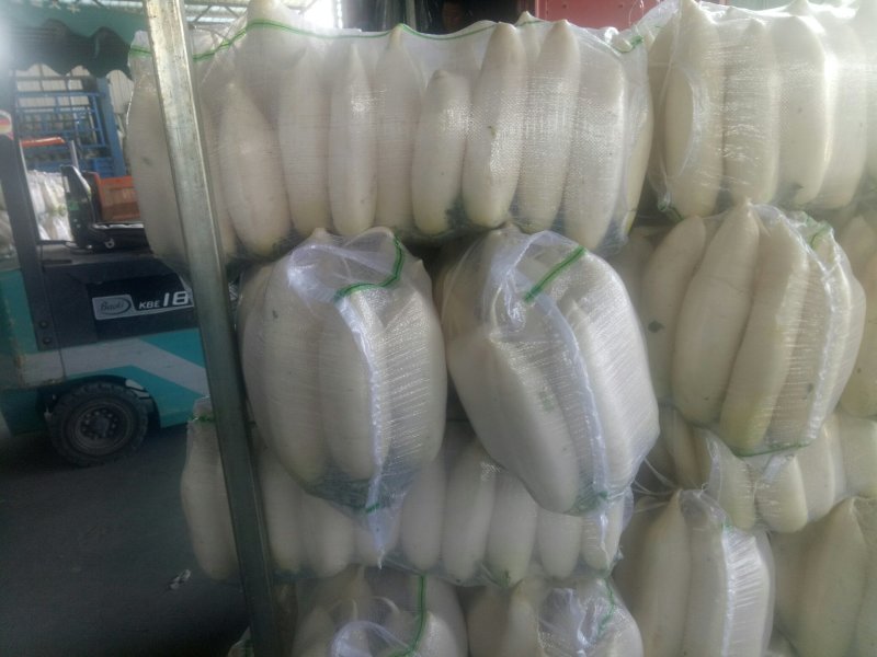 白萝卜精品4排大量有货
