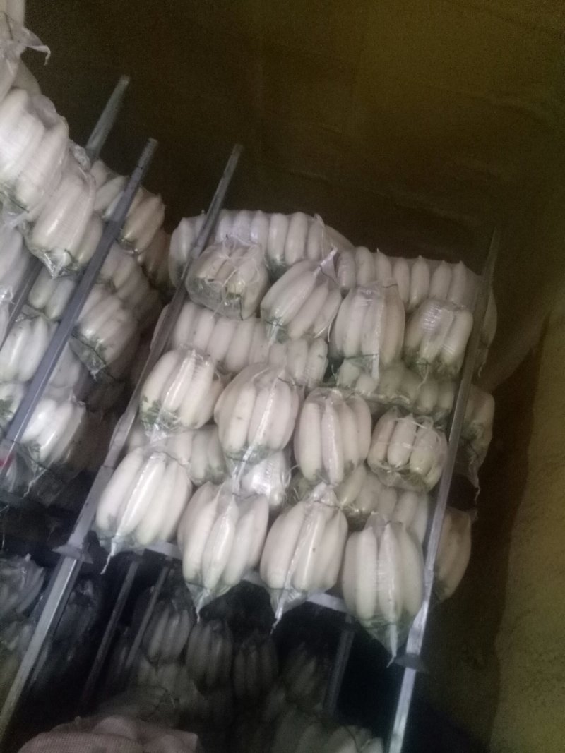 白萝卜精品4排大量有货