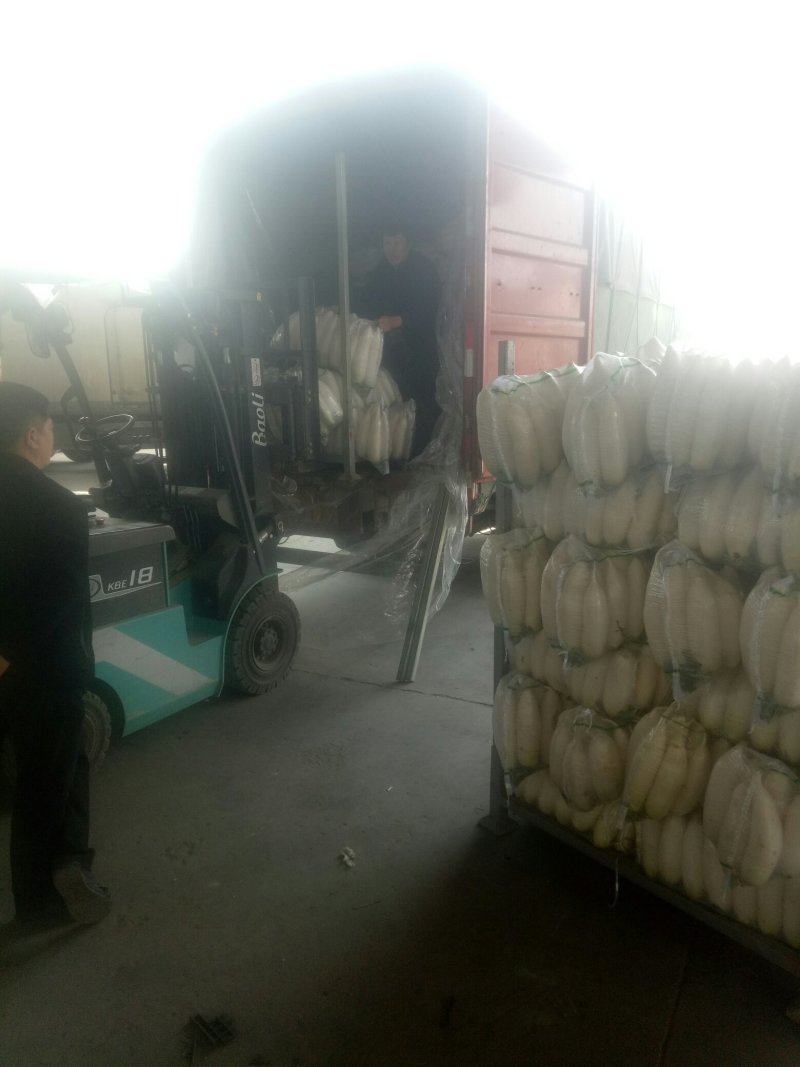 白萝卜精品4排大量有货