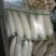 白萝卜精品4排大量有货