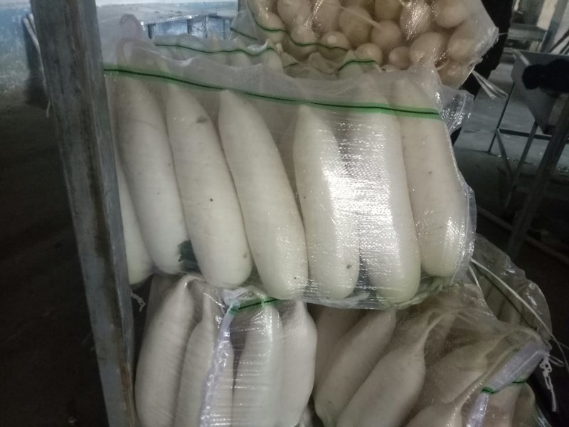 白萝卜精品4排大量有货