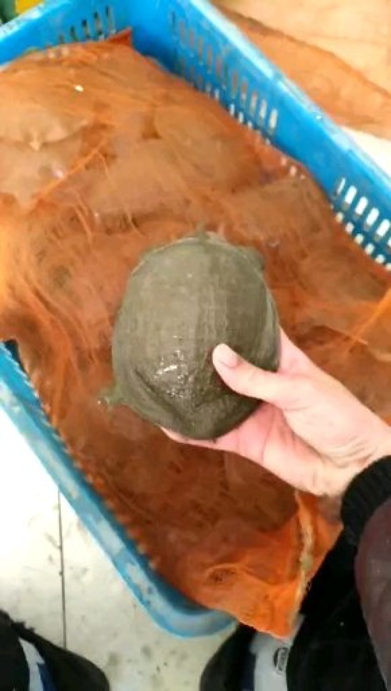 中华甲鱼苗4-6两14.6元一只顺丰包邮收货包活