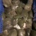 中华甲鱼苗4-6两14.6元一只顺丰包邮收货包活