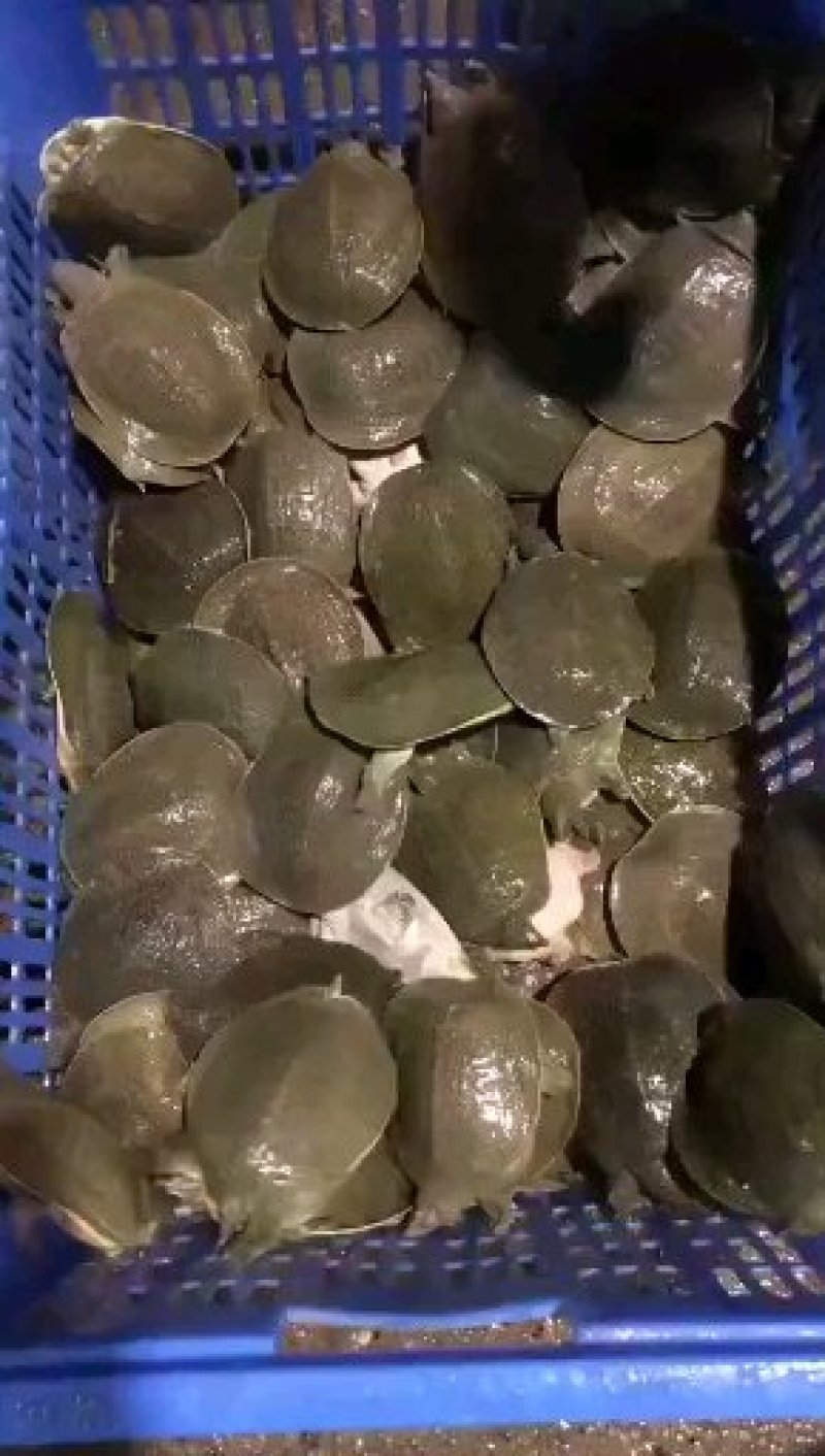 中华甲鱼苗4-6两14.6元一只顺丰包邮收货包活