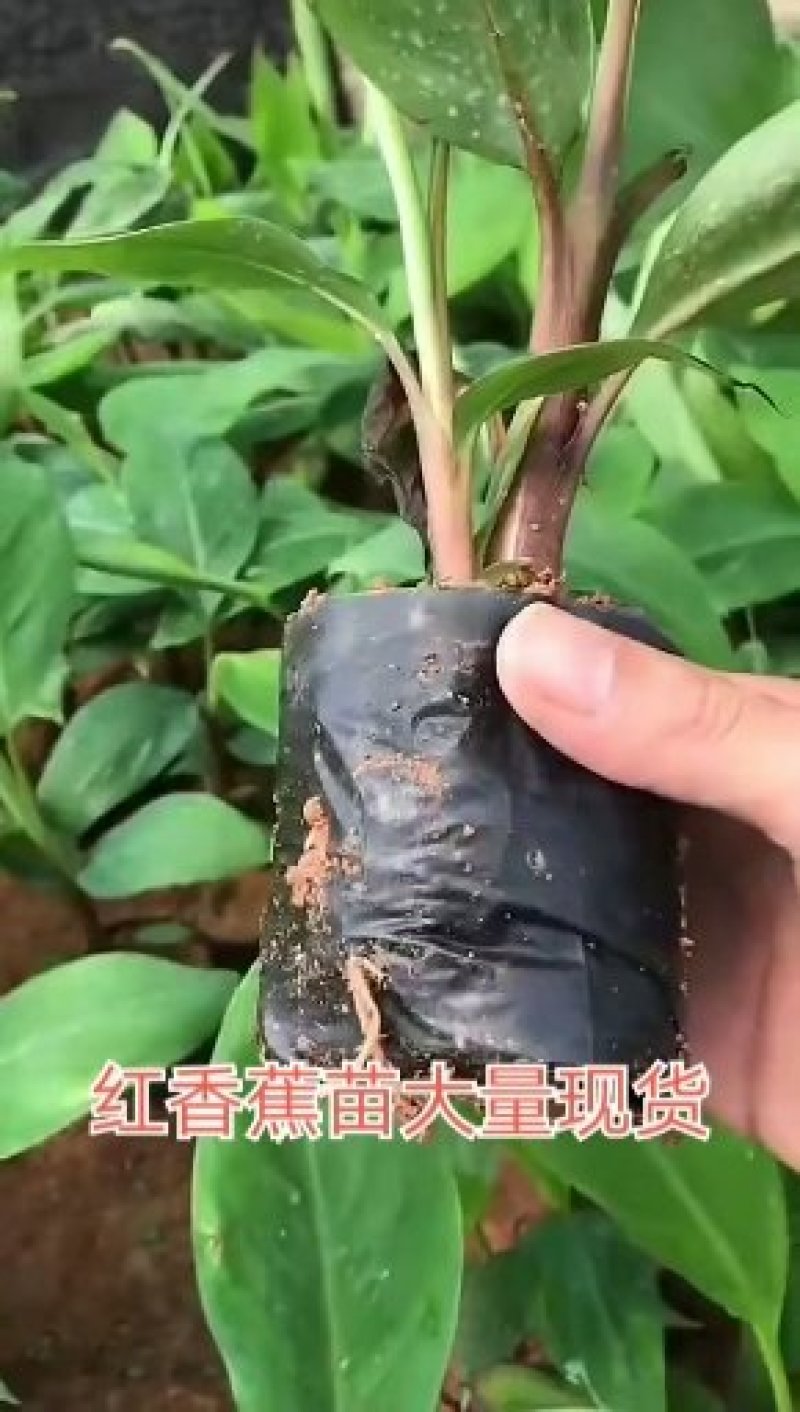 红香蕉树苗包邮粉蕉皇帝蕉红香蕉威廉斯B6矮化蕉芭