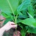 红香蕉树苗包邮粉蕉皇帝蕉红香蕉威廉斯B6矮化蕉芭