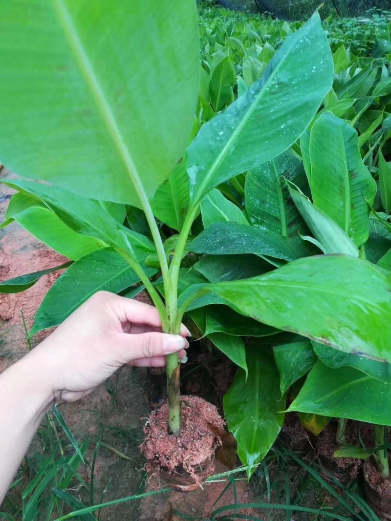 红香蕉树苗包邮粉蕉皇帝蕉红香蕉威廉斯B6矮化蕉芭