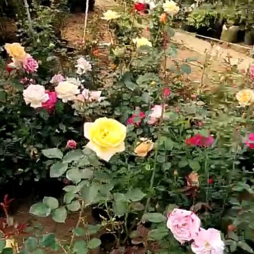 月季花