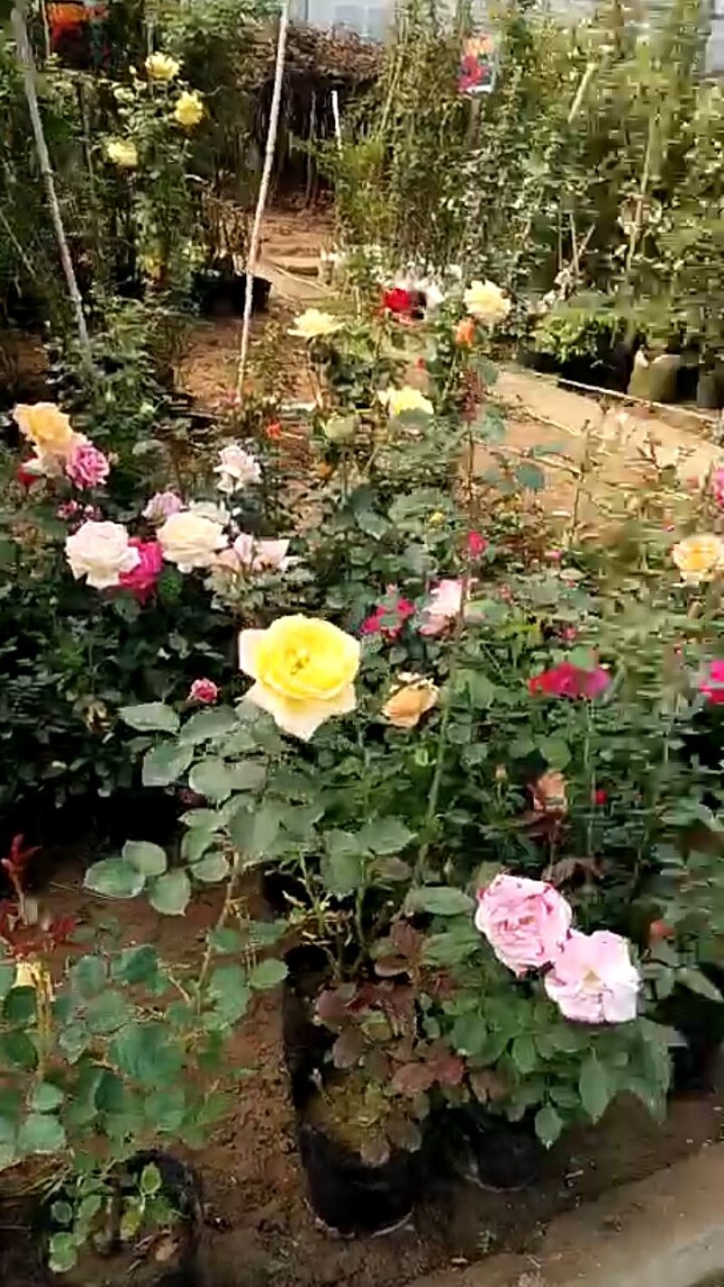 月季花
