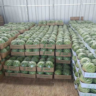 【高糖分8424无籽有籽精品西瓜】头茬可以实地考察