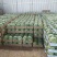 【高糖分8424无籽有籽精品西瓜】头茬可以实地考察