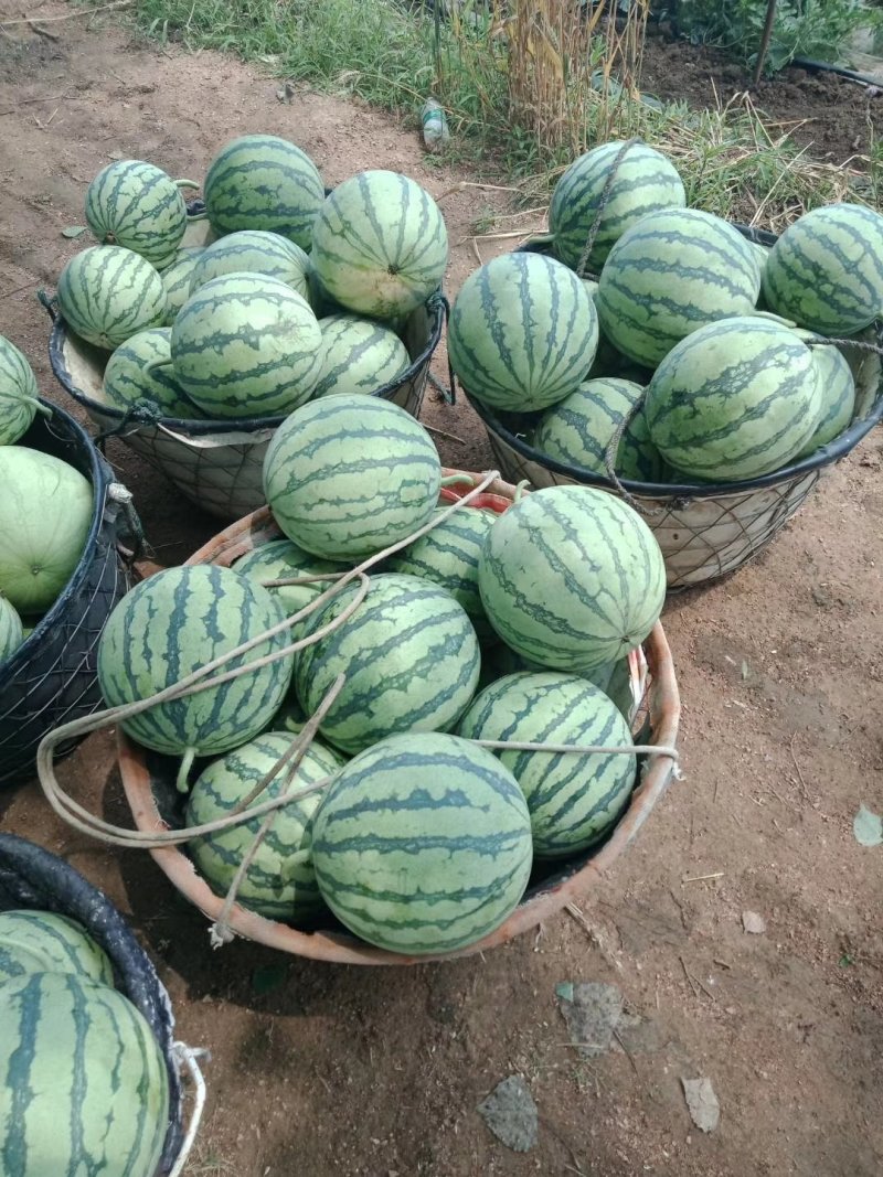 【江苏冰糖美都西瓜】大量上市啦需要的联系