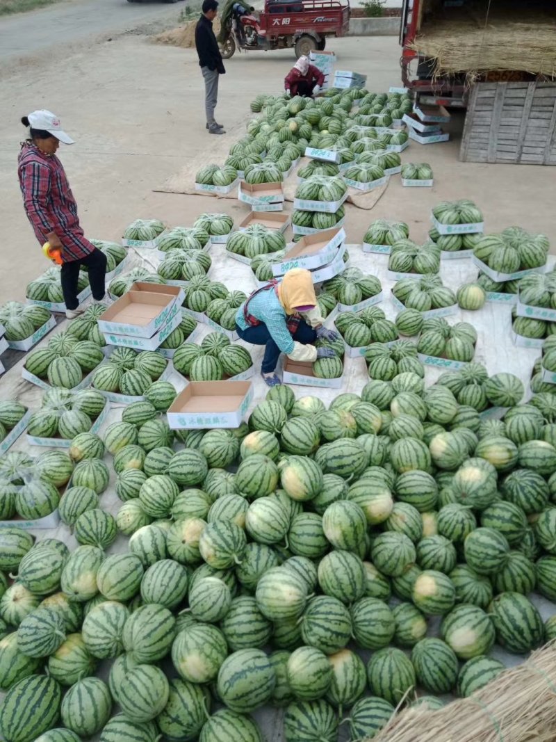 【江苏冰糖美都西瓜】大量上市啦需要的联系