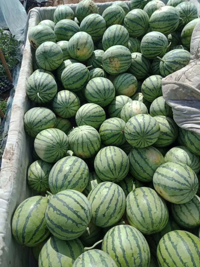 【大棚西瓜】江苏冰糖麒麟西瓜大量上市中欢迎采购