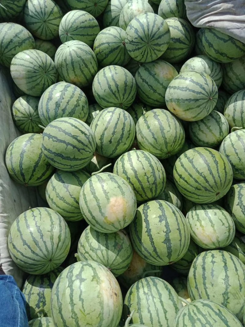 【大棚西瓜】江苏冰糖麒麟西瓜大量上市中欢迎采购