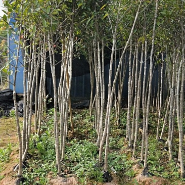 山竹苗