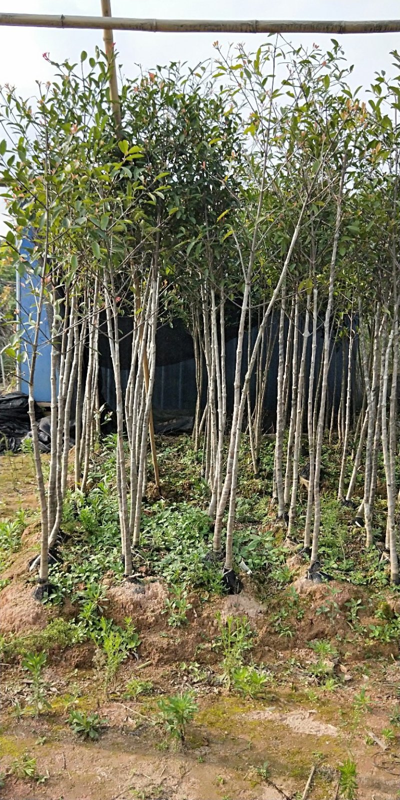 山竹苗