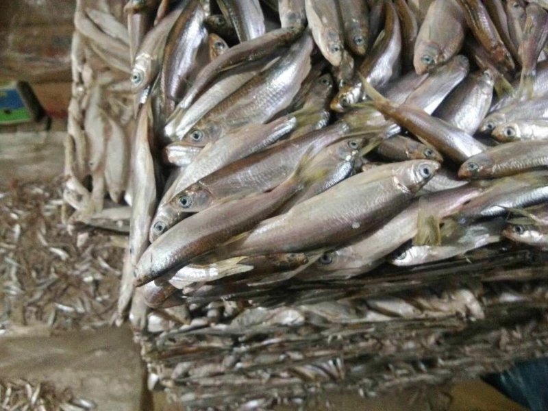餐条鱼