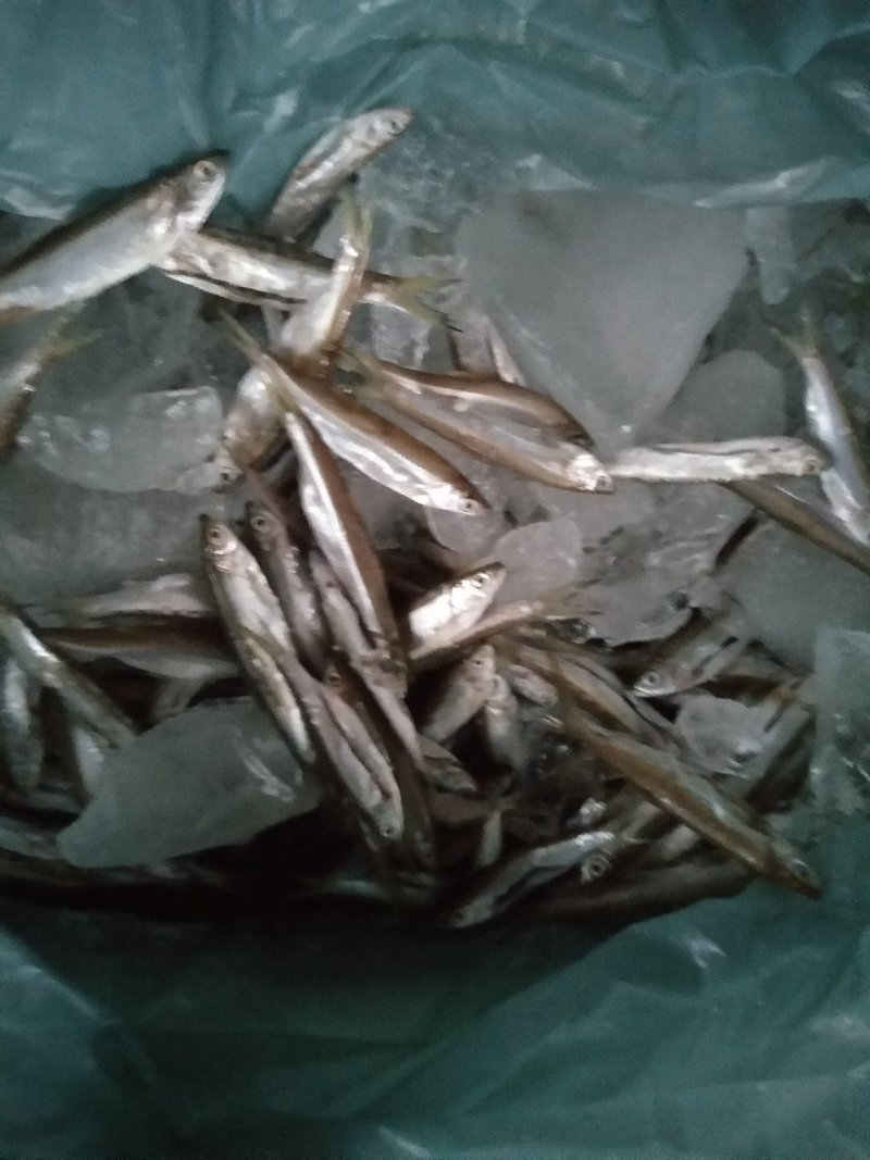 餐条鱼