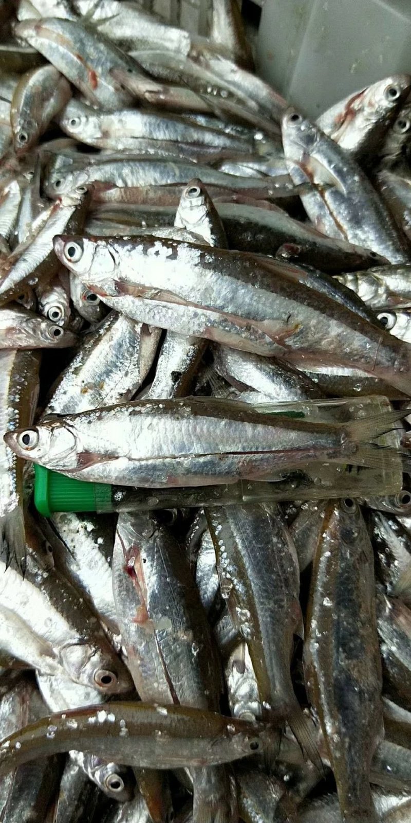餐条鱼