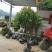 广东苗圃龙船花满堂春花绿植观赏花园林绿化龙船花