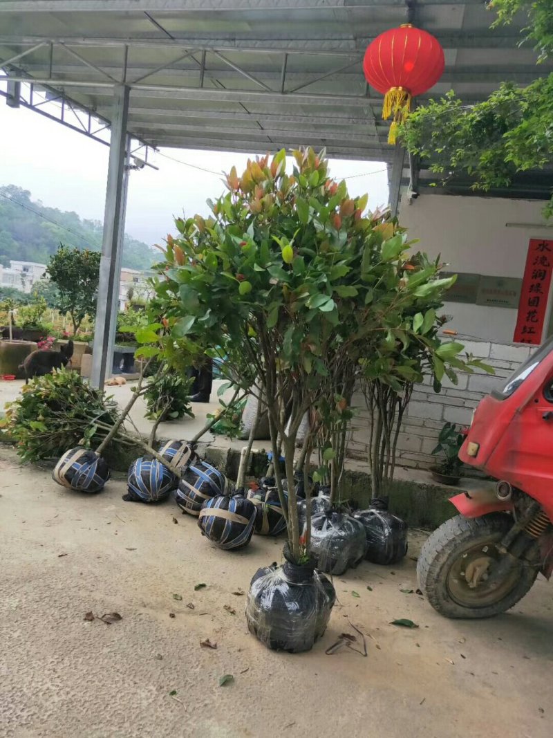 广东苗圃龙船花满堂春花绿植观赏花园林绿化龙船花