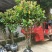 广东苗圃龙船花满堂春花绿植观赏花园林绿化龙船花