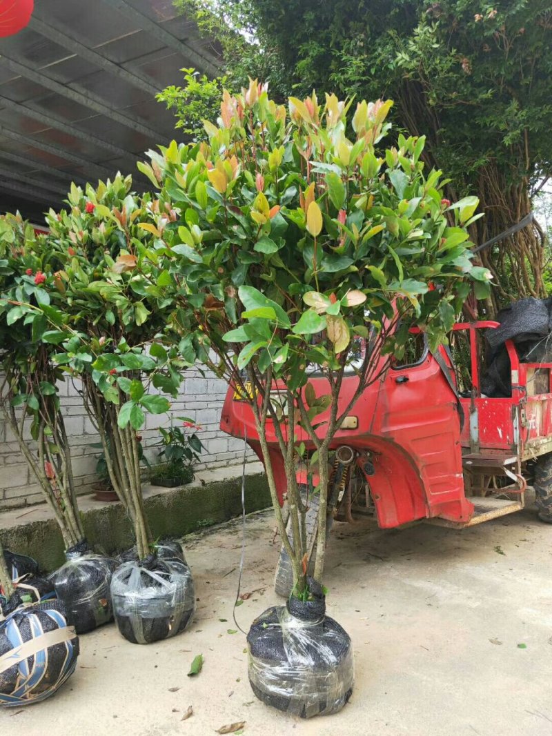 广东苗圃龙船花满堂春花绿植观赏花园林绿化龙船花