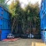 广东苗圃龙船花满堂春花绿植观赏花园林绿化龙船花