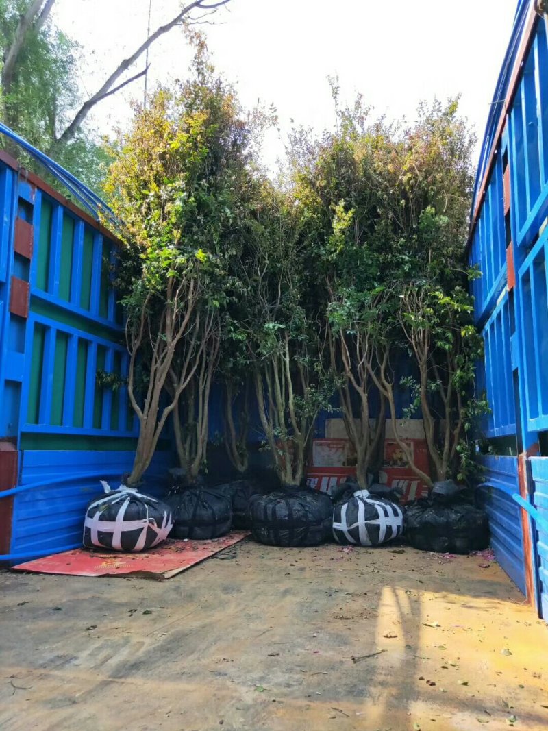 广东苗圃龙船花满堂春花绿植观赏花园林绿化龙船花
