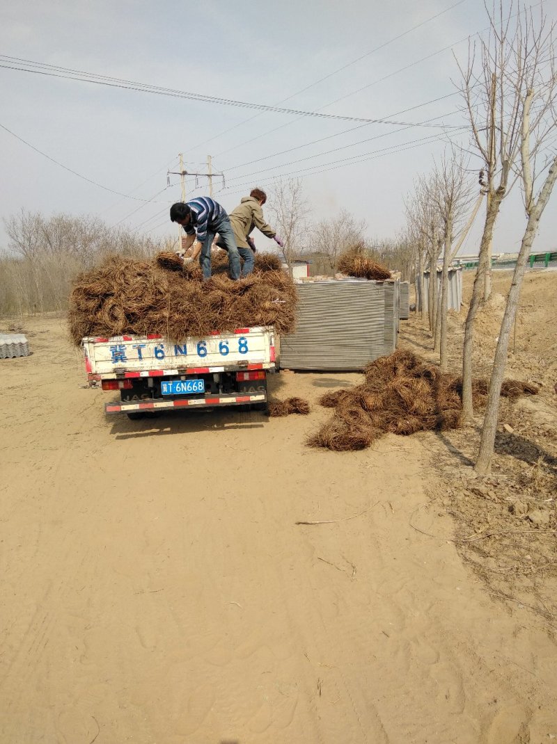 大量出售爬山虎