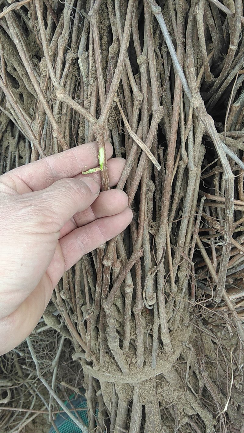 大量出售爬山虎