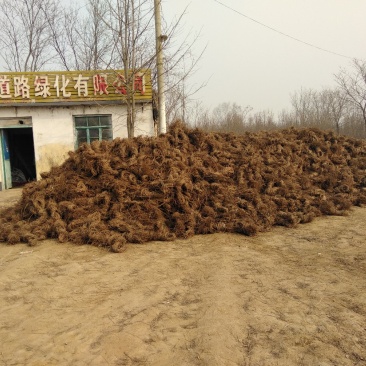 大量出售爬山虎
