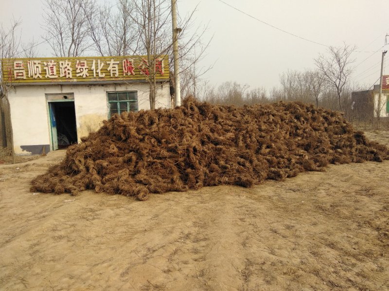 大量出售爬山虎