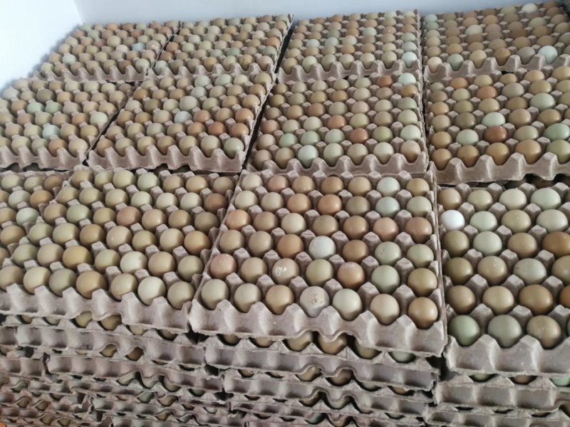 出售新鲜七彩山鸡蛋，野鸡蛋大量供应
