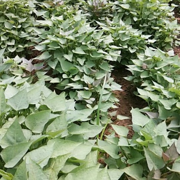 红薯苗商薯19