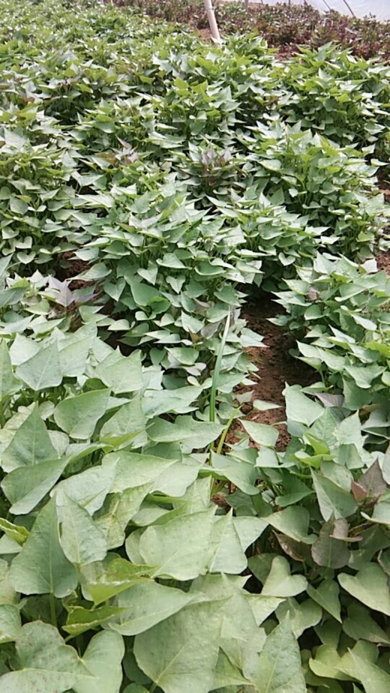 红薯苗商薯19