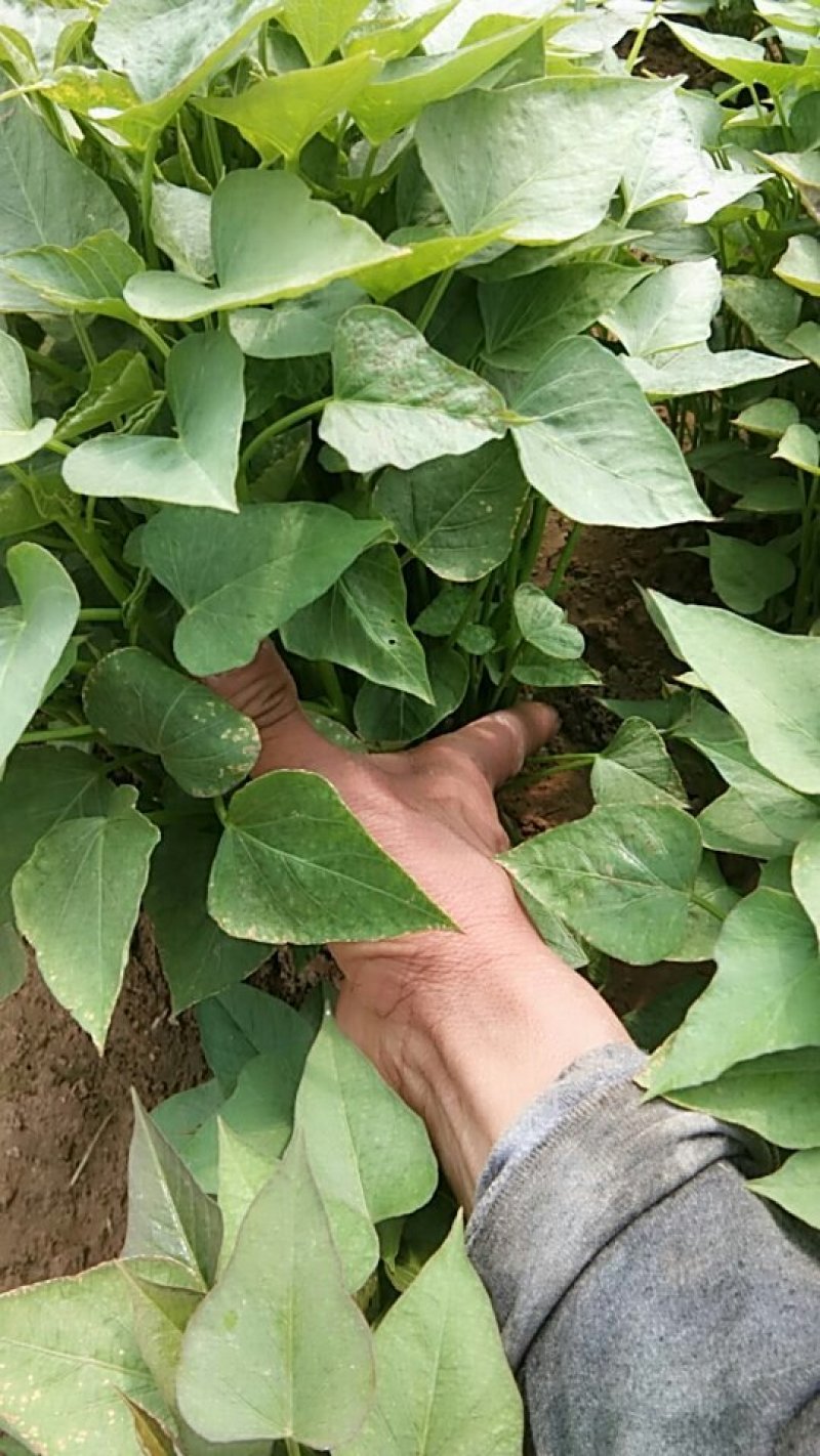 红薯苗商薯19