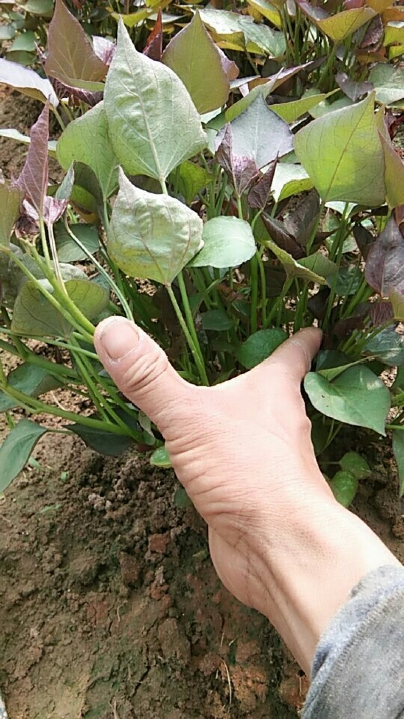 红薯苗商薯19
