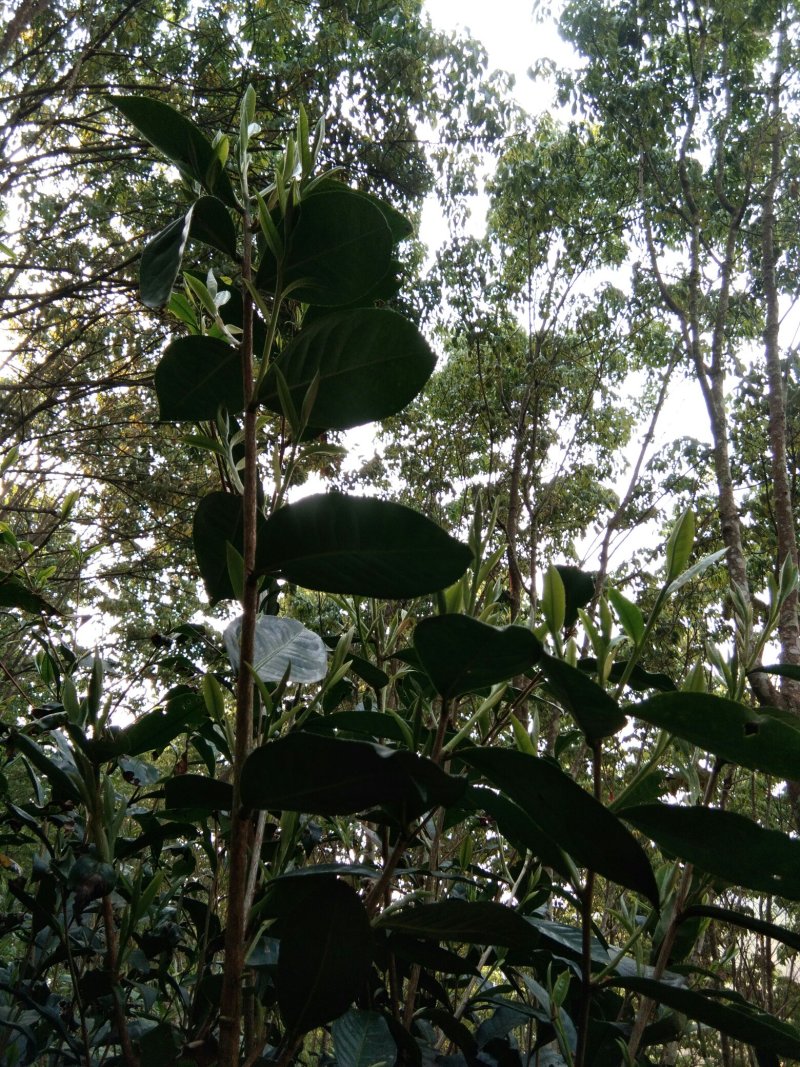 普洱绿茶生态茶