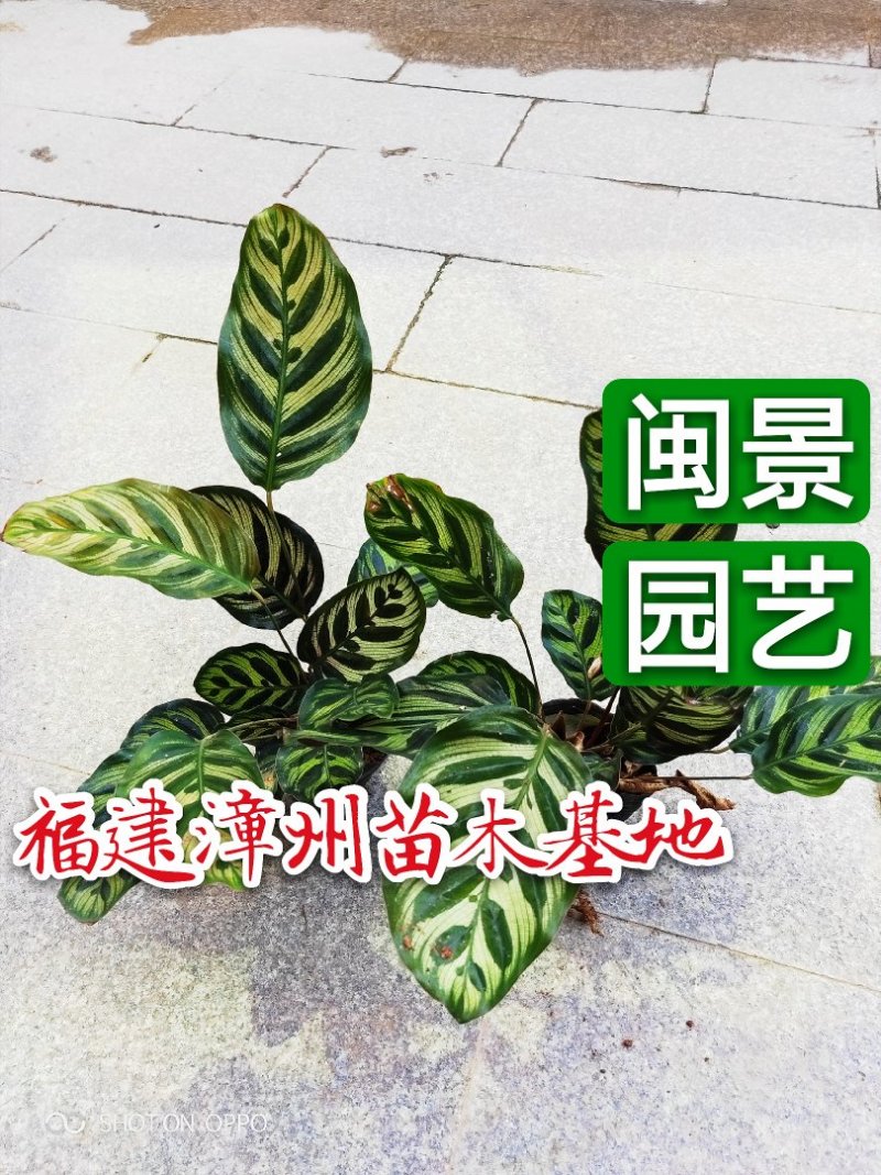 孔雀竹芋高30福建漳州苗木基地闽景园艺场