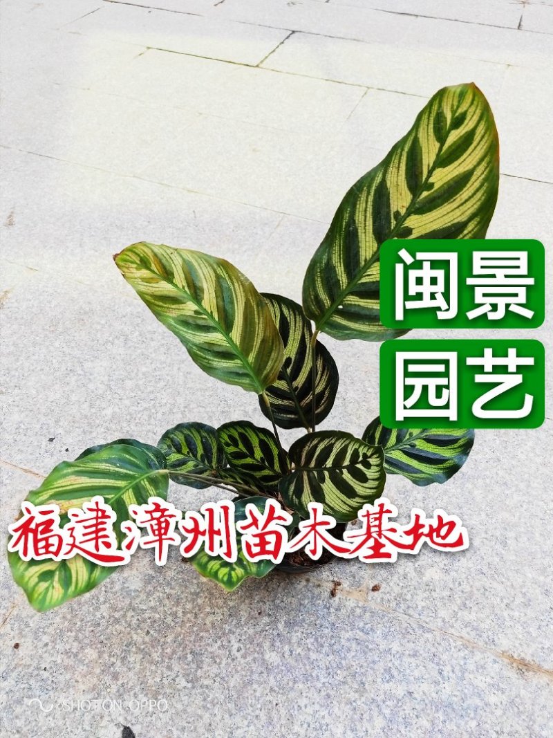 孔雀竹芋高30福建漳州苗木基地闽景园艺场
