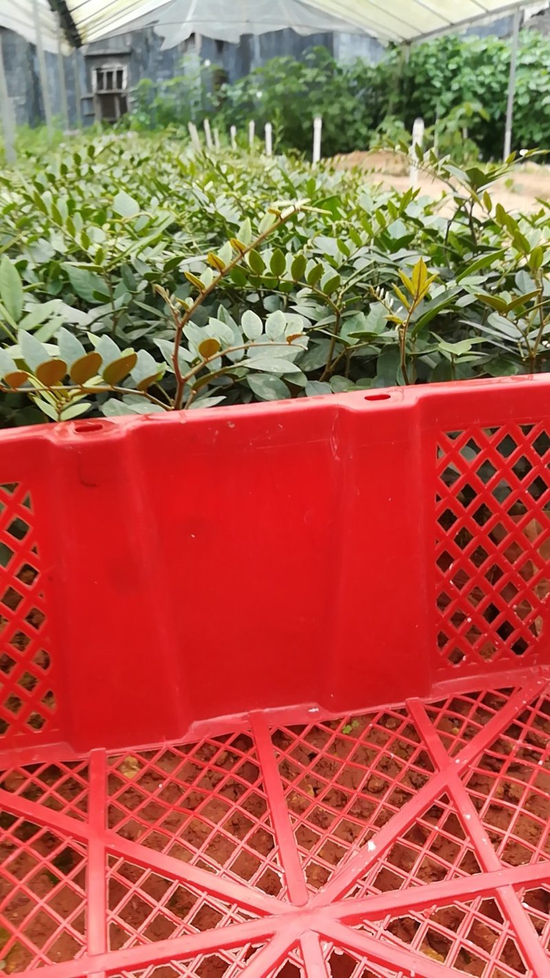 山豆根苗