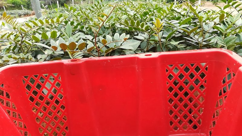 山豆根苗