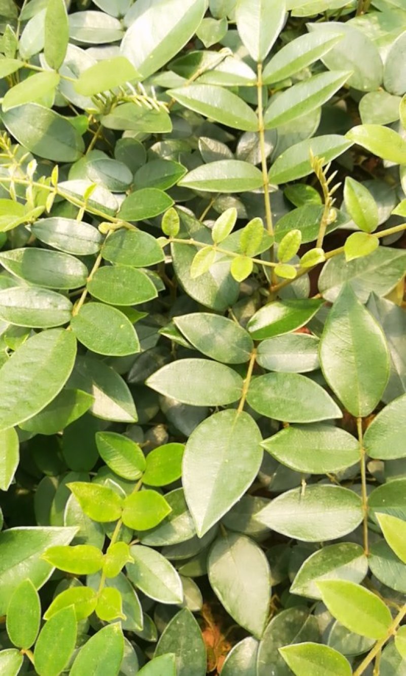 山豆根苗
