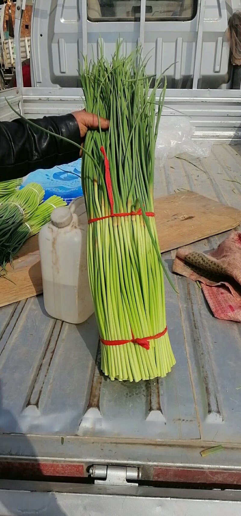 河南开封通许红帽蒜苔，干货，不跑水，条直，高度65公分左