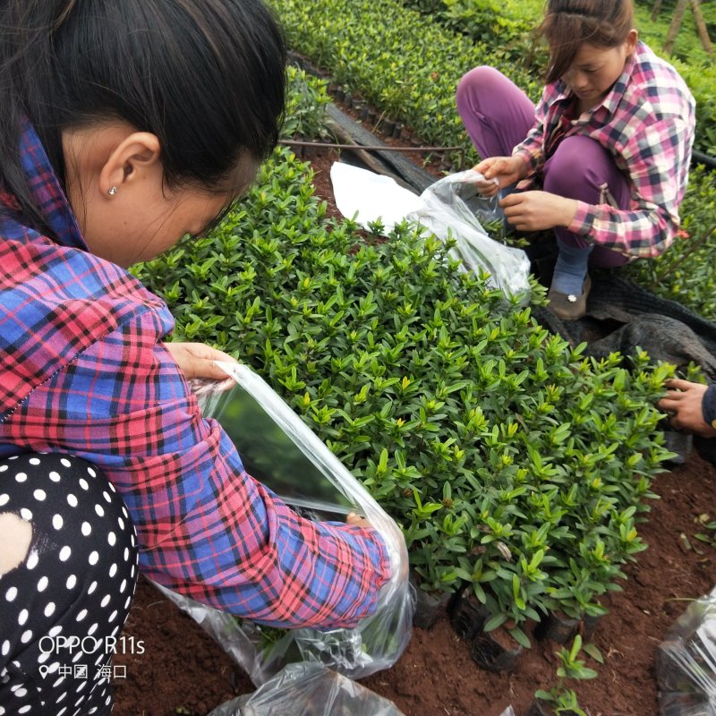 小叶龙船花大量供应要的找我